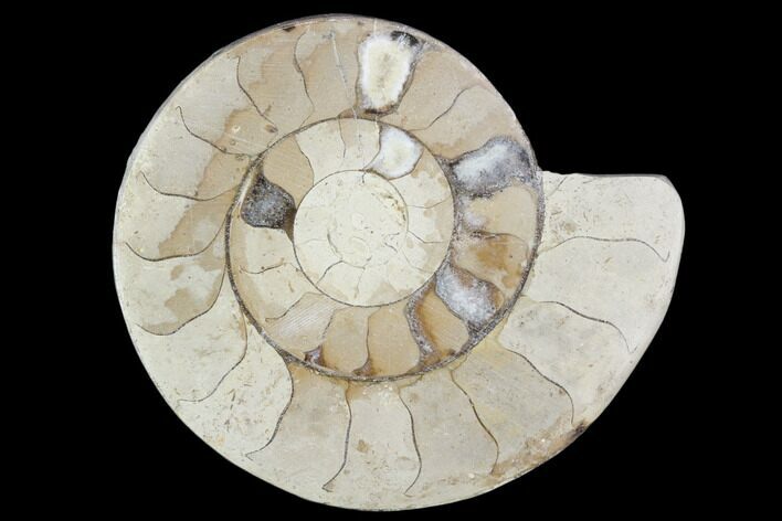 Polished Ammonite (Hildoceras) Fossil - England #103989